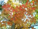 Обои для рабочего стола, осень, красные кленовые листья на ветке